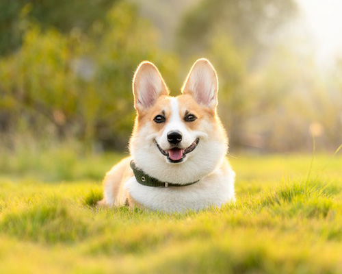 Cute pets collection